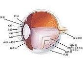视网膜病